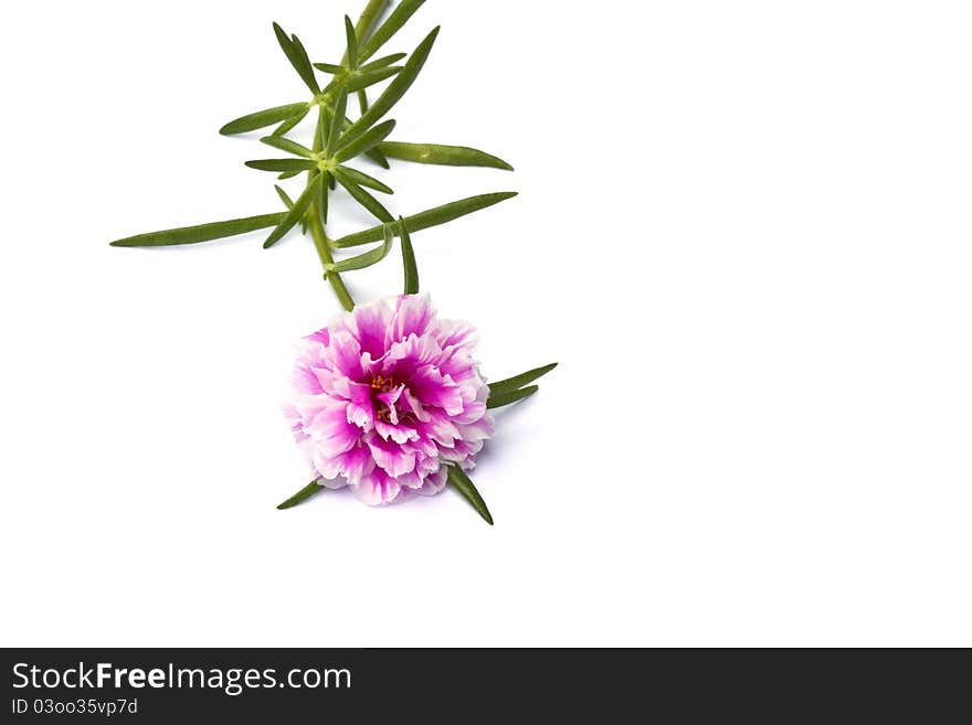 A pink Portulaca flower