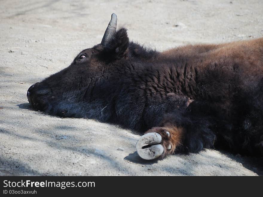 Buffalo Sleeping