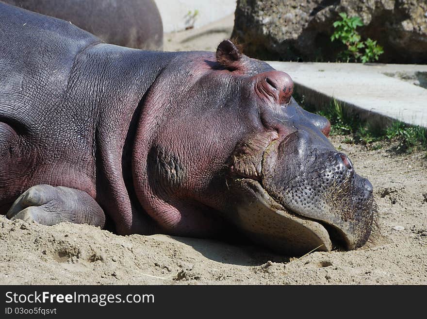 Hippo in the zoo lies and sleeps. Hippo in the zoo lies and sleeps