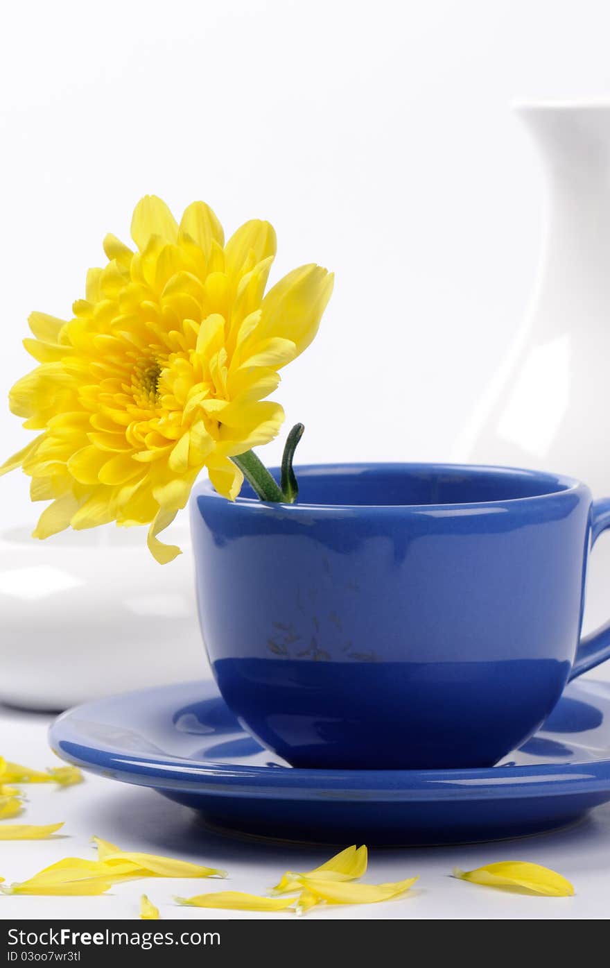 Yellow mums in a blue teacup over white background. Yellow mums in a blue teacup over white background