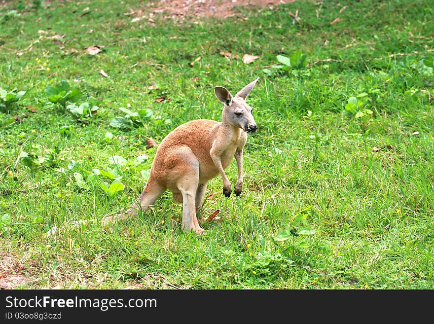 A kangaroo is a marsupial from the family Macropodidae (macropods, meaning 'large foot'). In common use the term is used to describe the largest species from this family, especially those of the genus Macropus, Red Kangaroo,   Eastern Grey Kangaroo and Western Grey Kangaroo.[1] Kangaroos are endemic to the country of Australia. The smaller macropods are found in Australia and New Guinea.