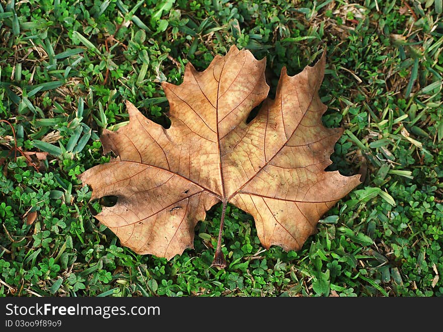 Autumn leaf on grass