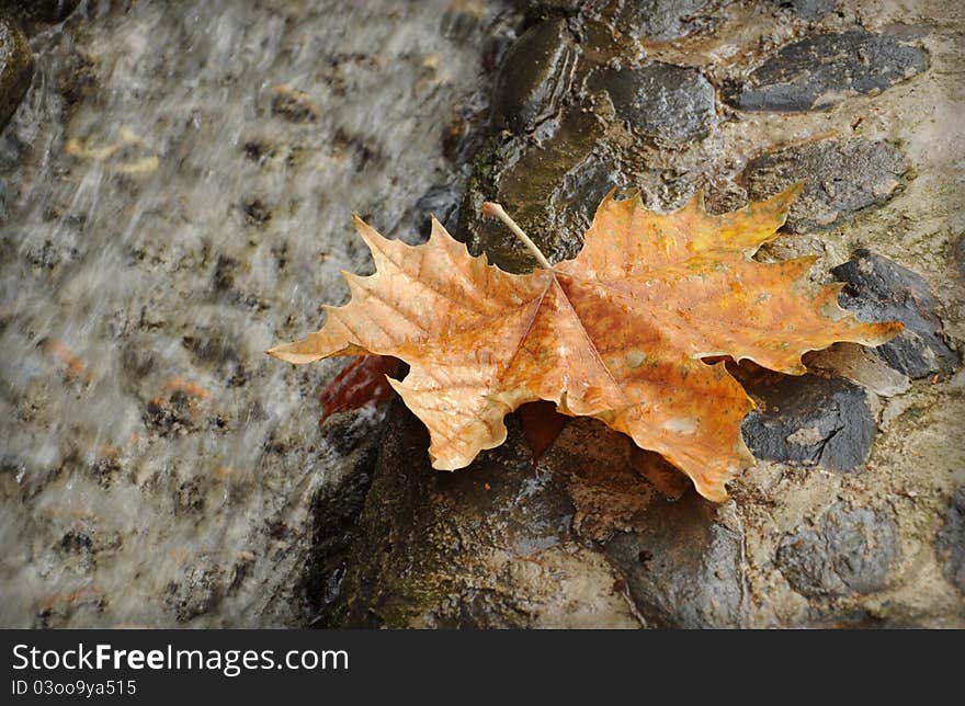 Autumn leaf fall in gray soil