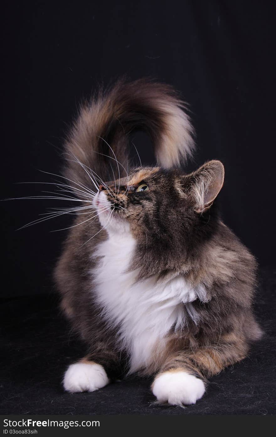 Portrait of a young female of the Norwegian cat. Portrait of a young female of the Norwegian cat