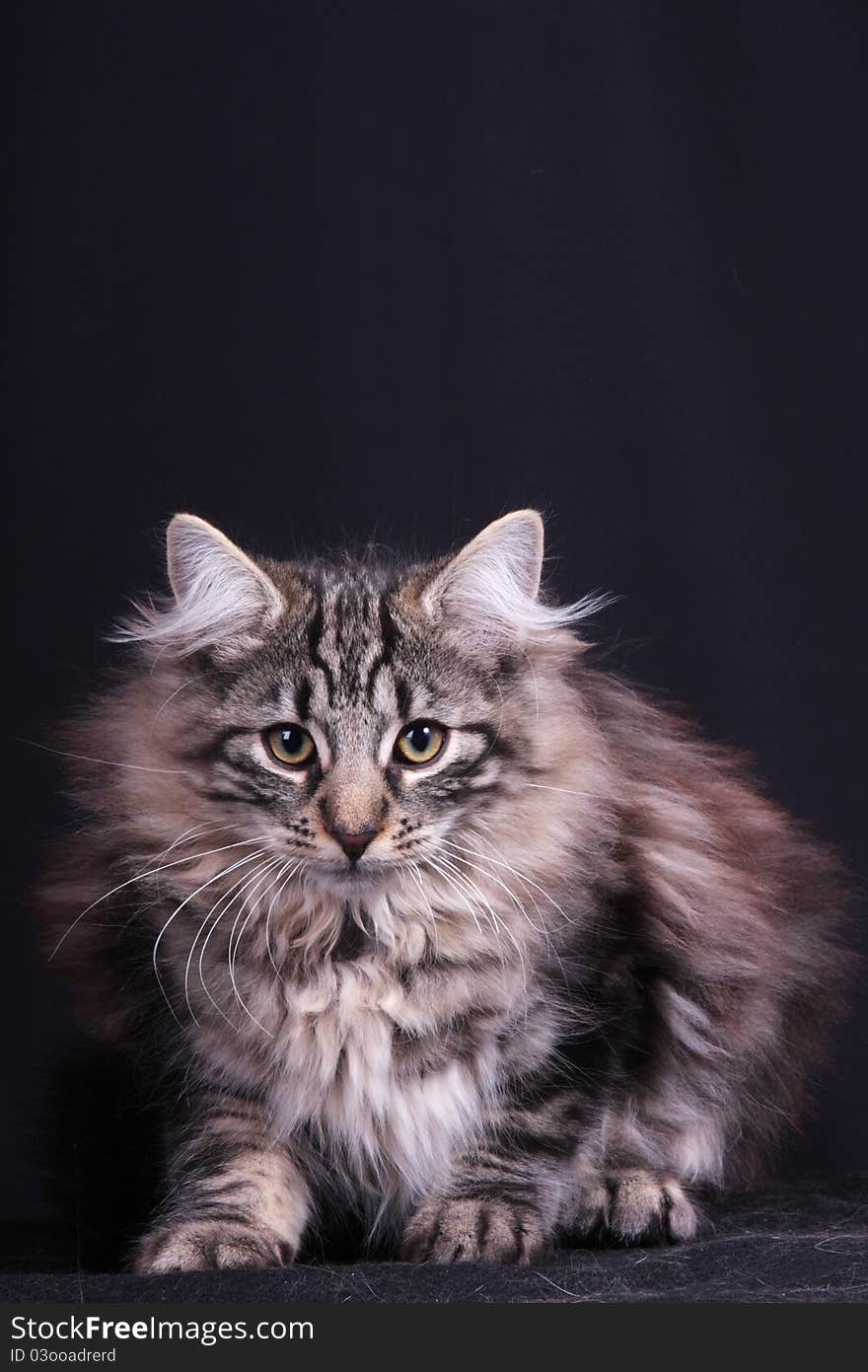 Portrait of a young female cat in the Norwegian study. Portrait of a young female cat in the Norwegian study