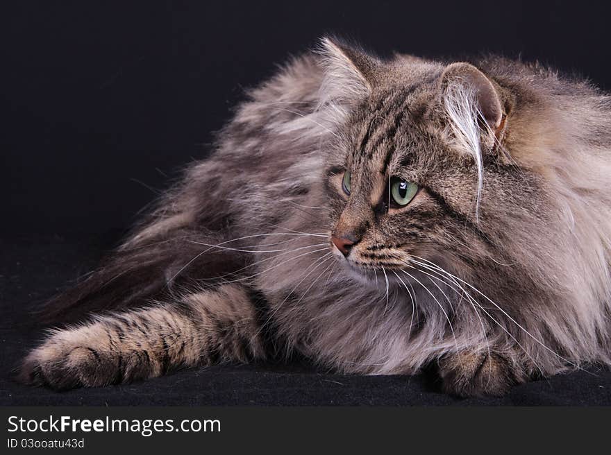 Portrait of a female cat in the Norwegian study. Portrait of a female cat in the Norwegian study