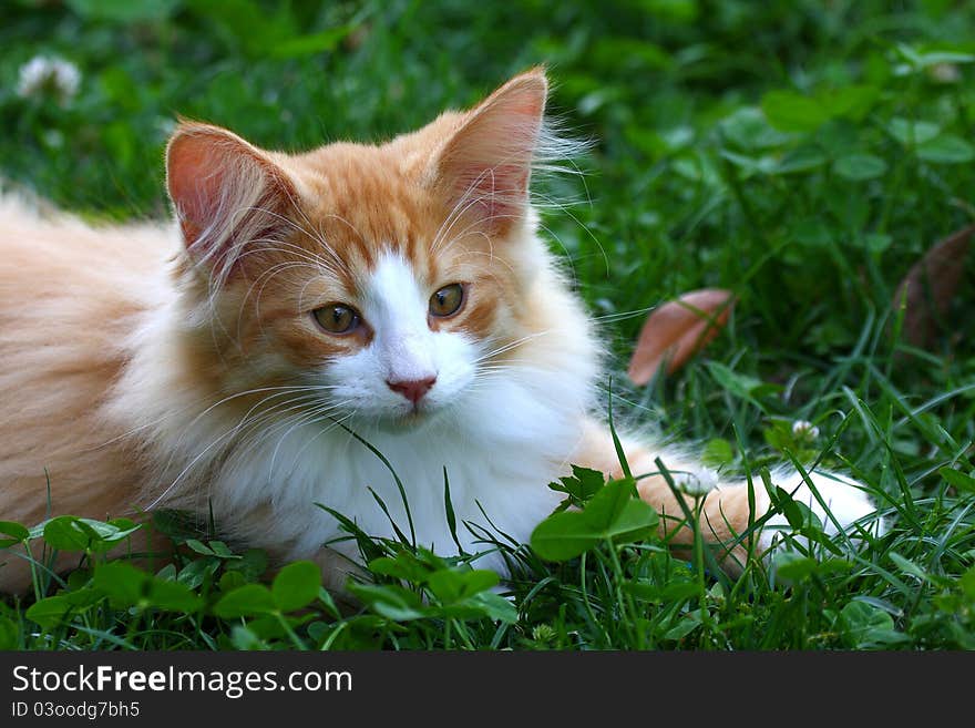 Portrait of a young male cat Norwegian