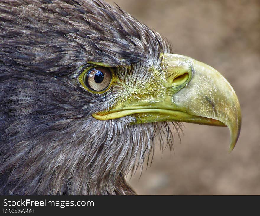 Sea Eagle Portrait