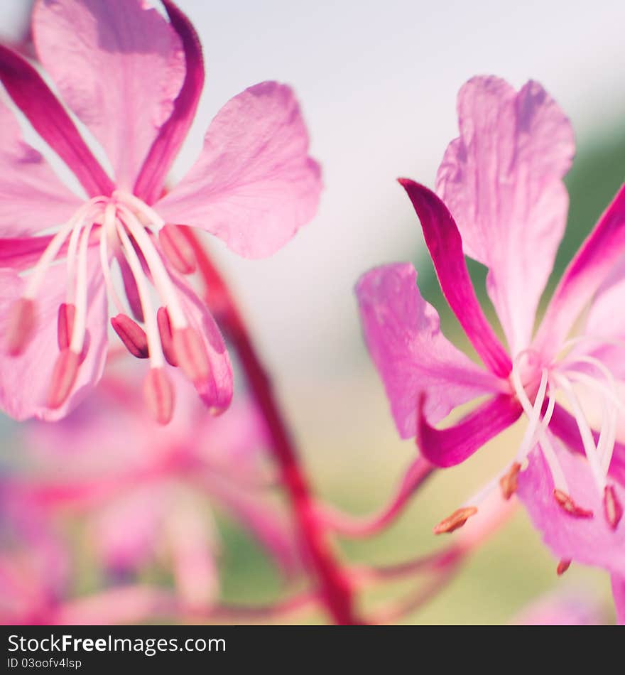 Pink flower summer stamen staminas petals