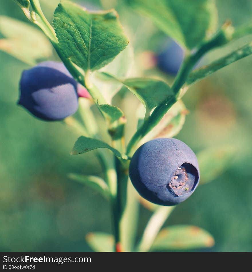 Blackberries with green twig on the sunlight