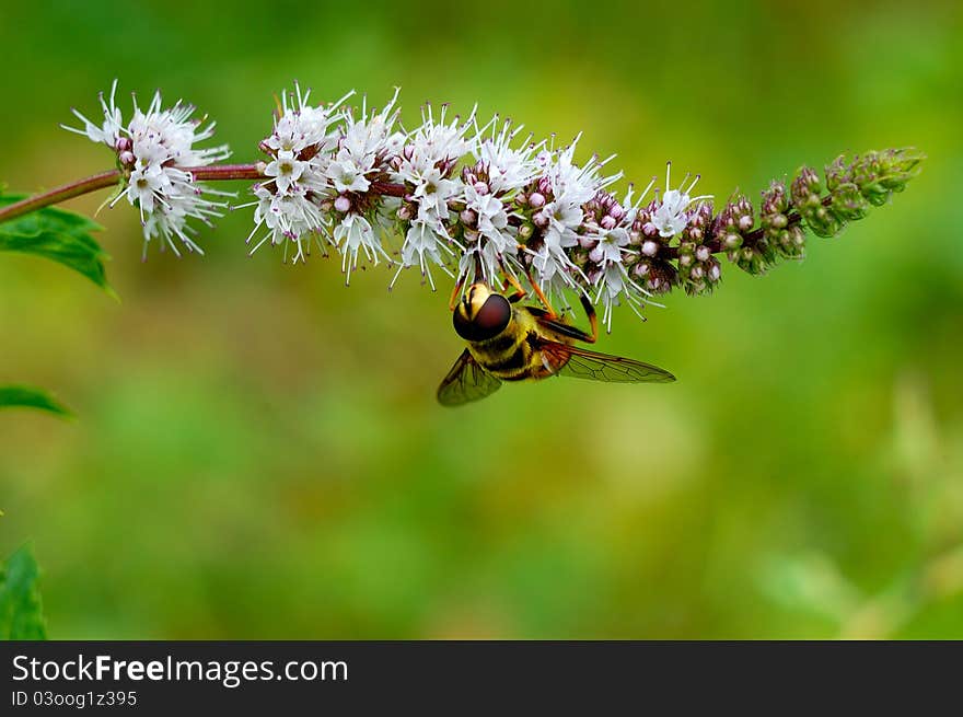 Syrphidae fly