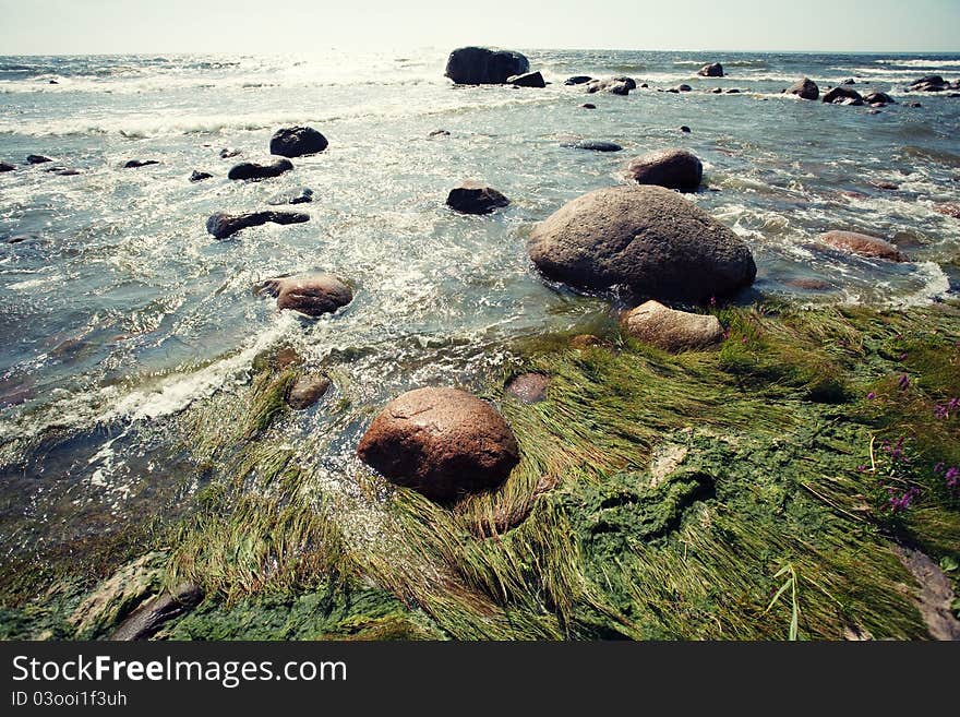 Sea with sun, rocks and algae