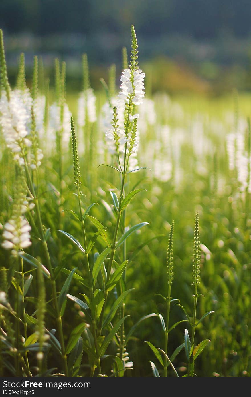 White Lupine