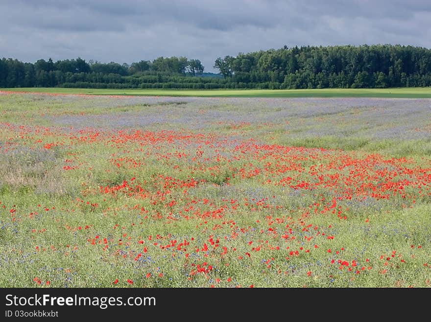 Landscape with poppies.