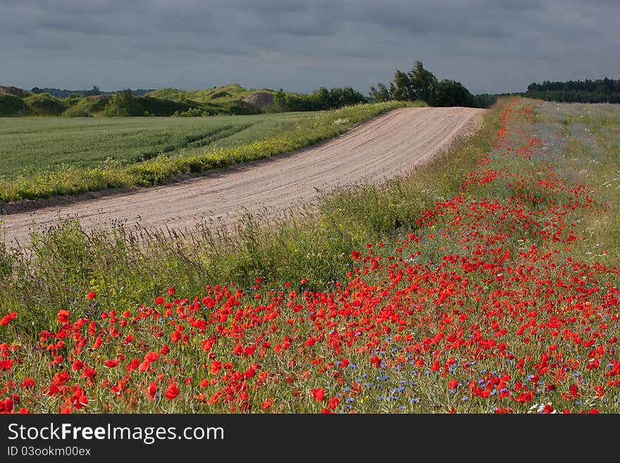 Landscape with poppies.