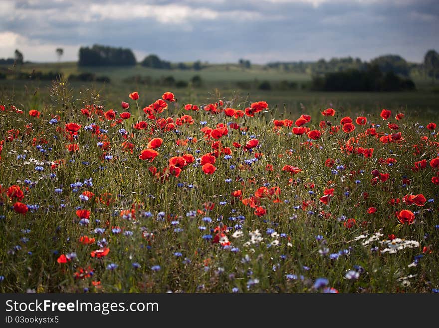 Landscape with poppies.