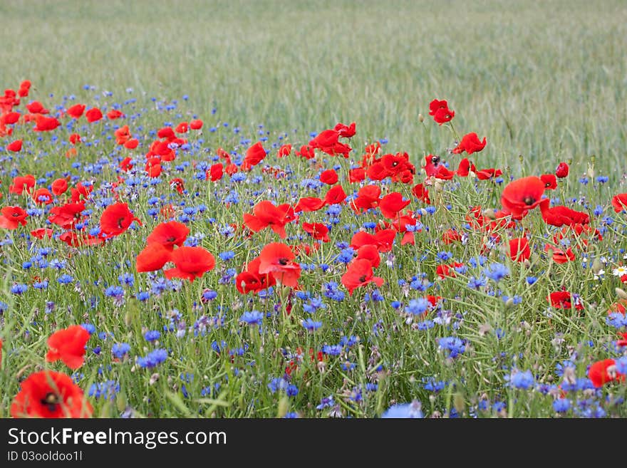 Landscape with poppies and cornflowers.