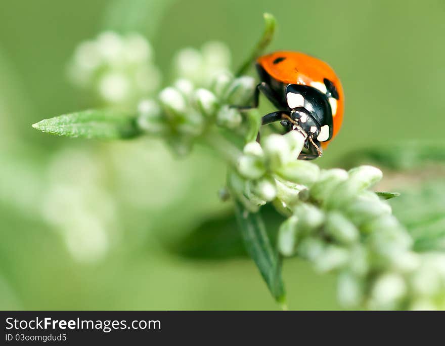 Ladybug in the grass