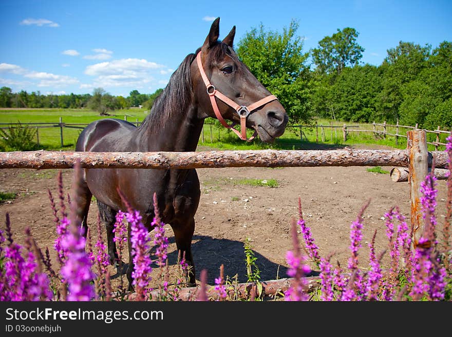 Bay horse with red bridle in open-air cage of farm. Bay horse with red bridle in open-air cage of farm