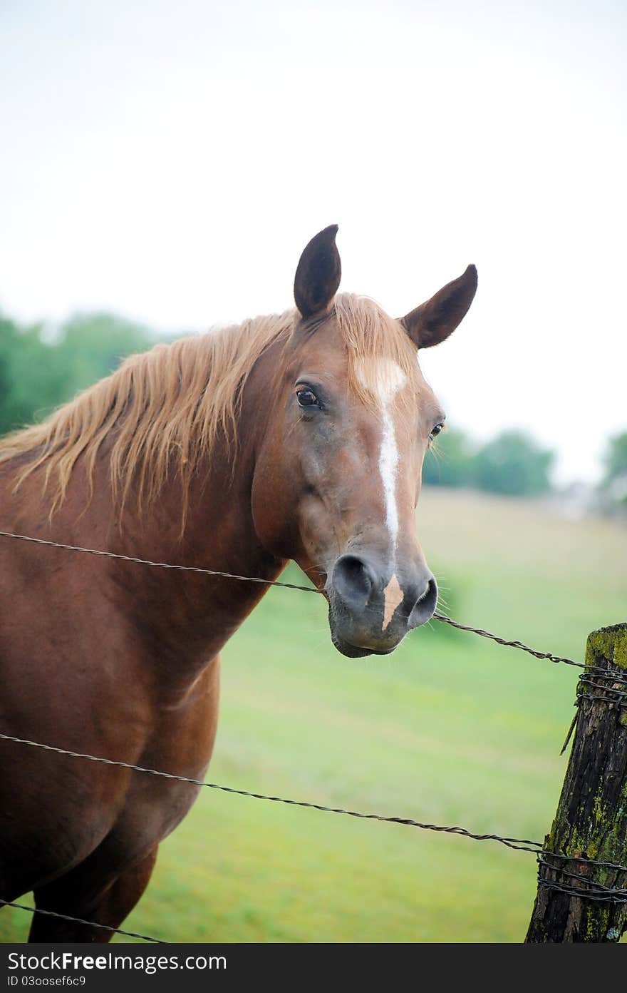 Happy horse leaning against a post. Happy horse leaning against a post.