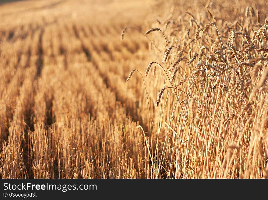 Golden ripe rye closeup, sunlit in August as background