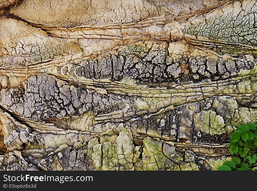 Natural background: old tree bark an green branch. Detailed.Texture effect.