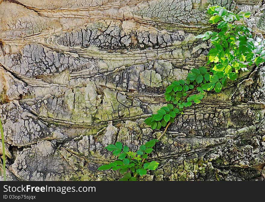 Natural background: old tree bark an green branch. Detailed.Texture effect. Natural background: old tree bark an green branch. Detailed.Texture effect.