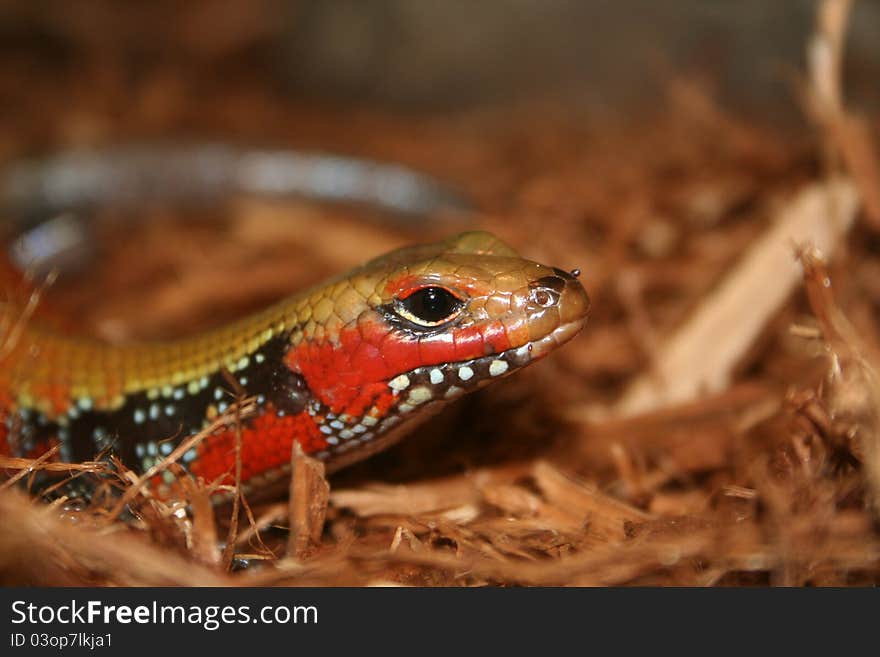 A banded lizard resting in some hay. A banded lizard resting in some hay