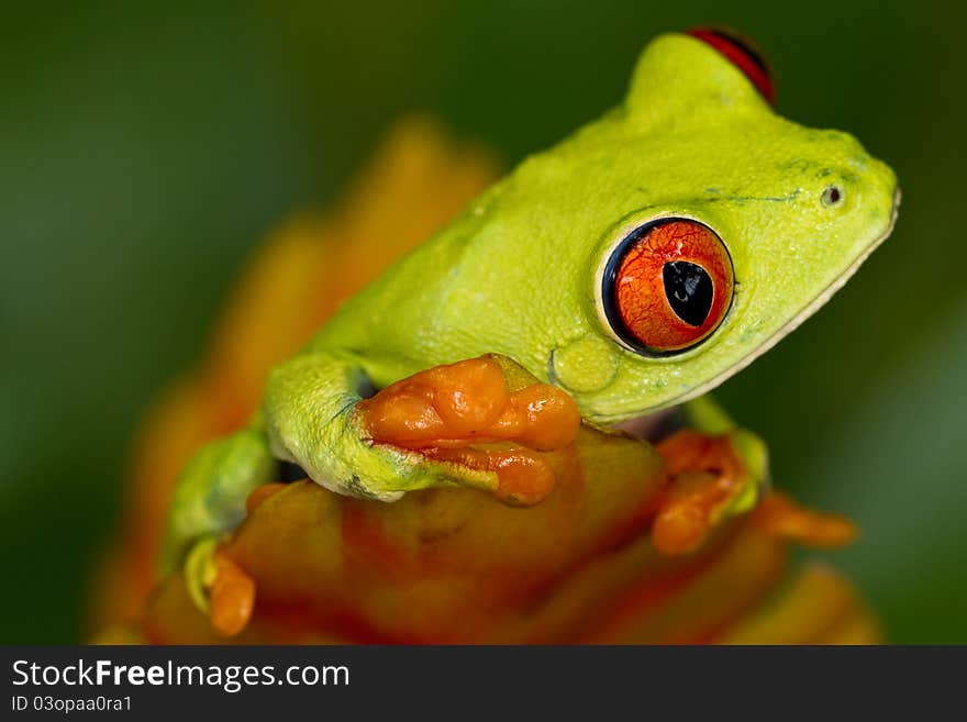 Red eyed tree frog sitting on the flower