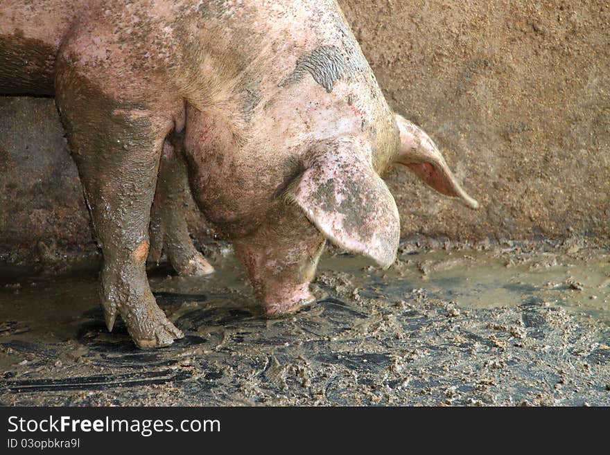 A big pig is enjoy seeking for some food on floor of cool and wet stable