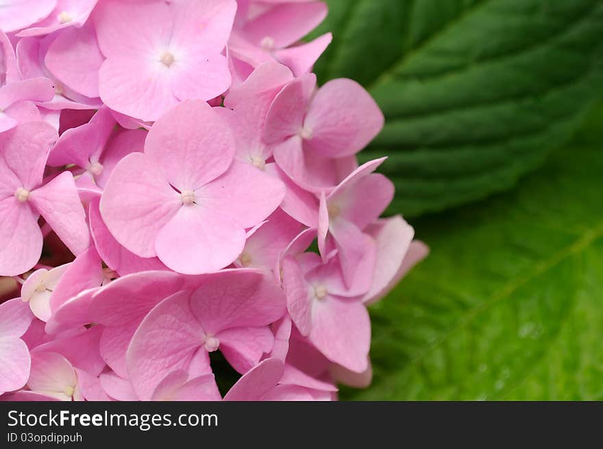 Beautiful Pink Hydrangea Flowers