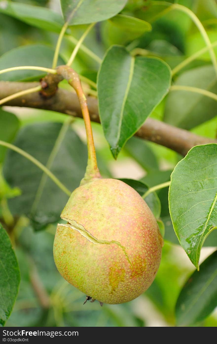 A cracked pear on a tree branch in mid-summer. A cracked pear on a tree branch in mid-summer