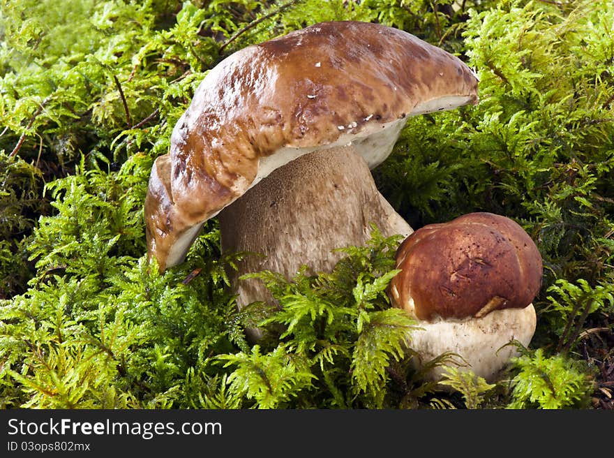 Mushrooms in the moss