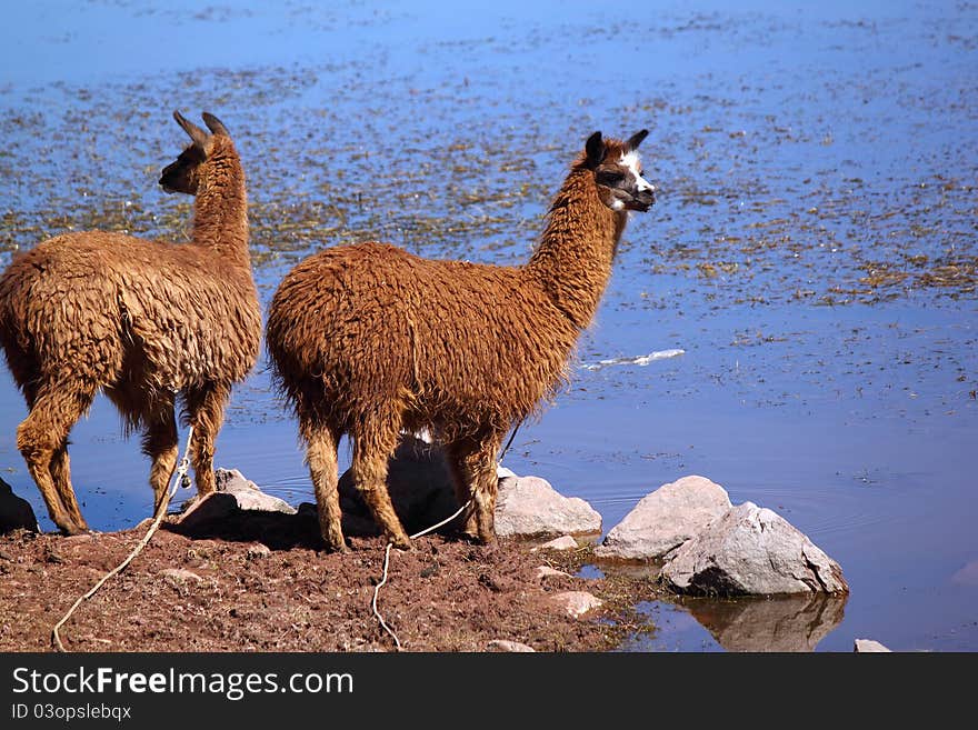 Two llamas near water