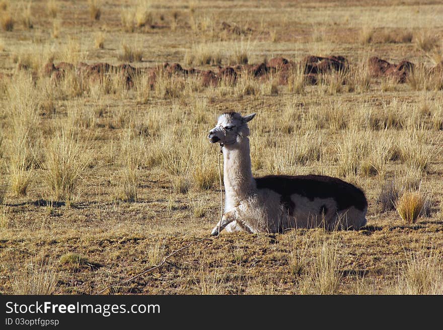 Resting Lama on the meadow