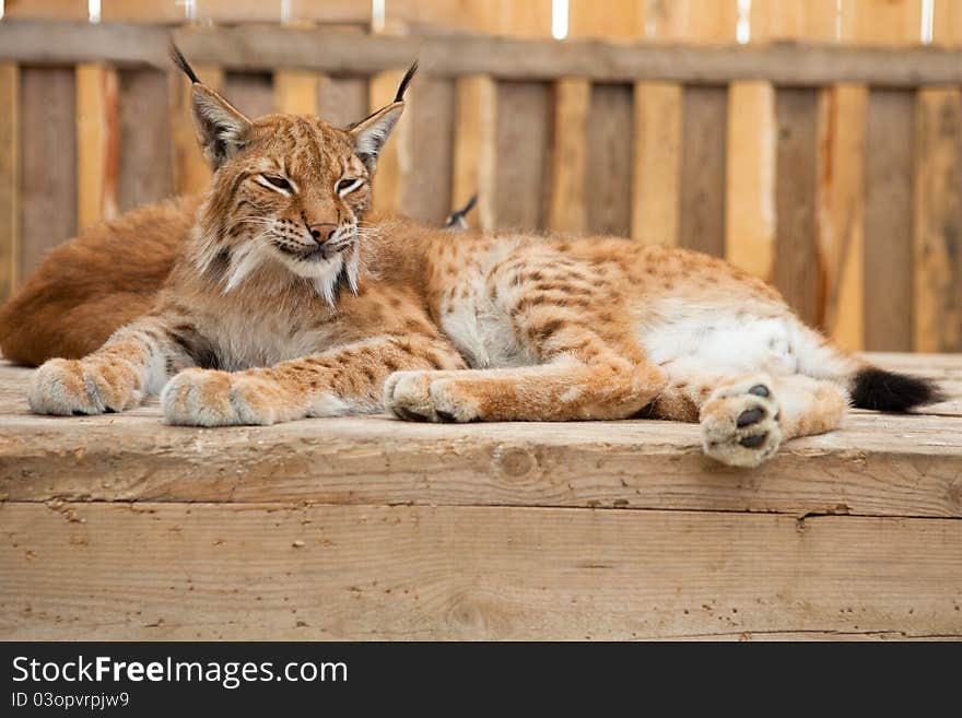 A close-up of a bobcat sleeping on wooden board