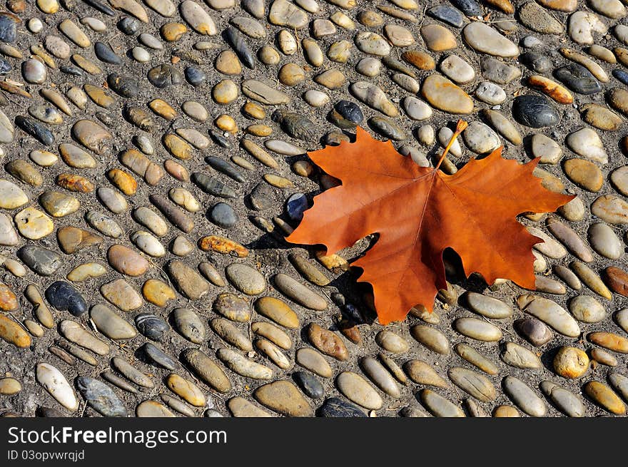 A red leaf in the cobblestone road. A red leaf in the cobblestone road