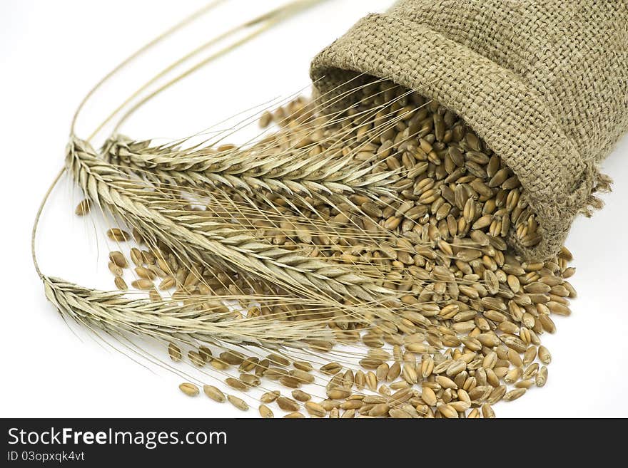 Three Rye Ears  Beside Liying Sack  with Grain