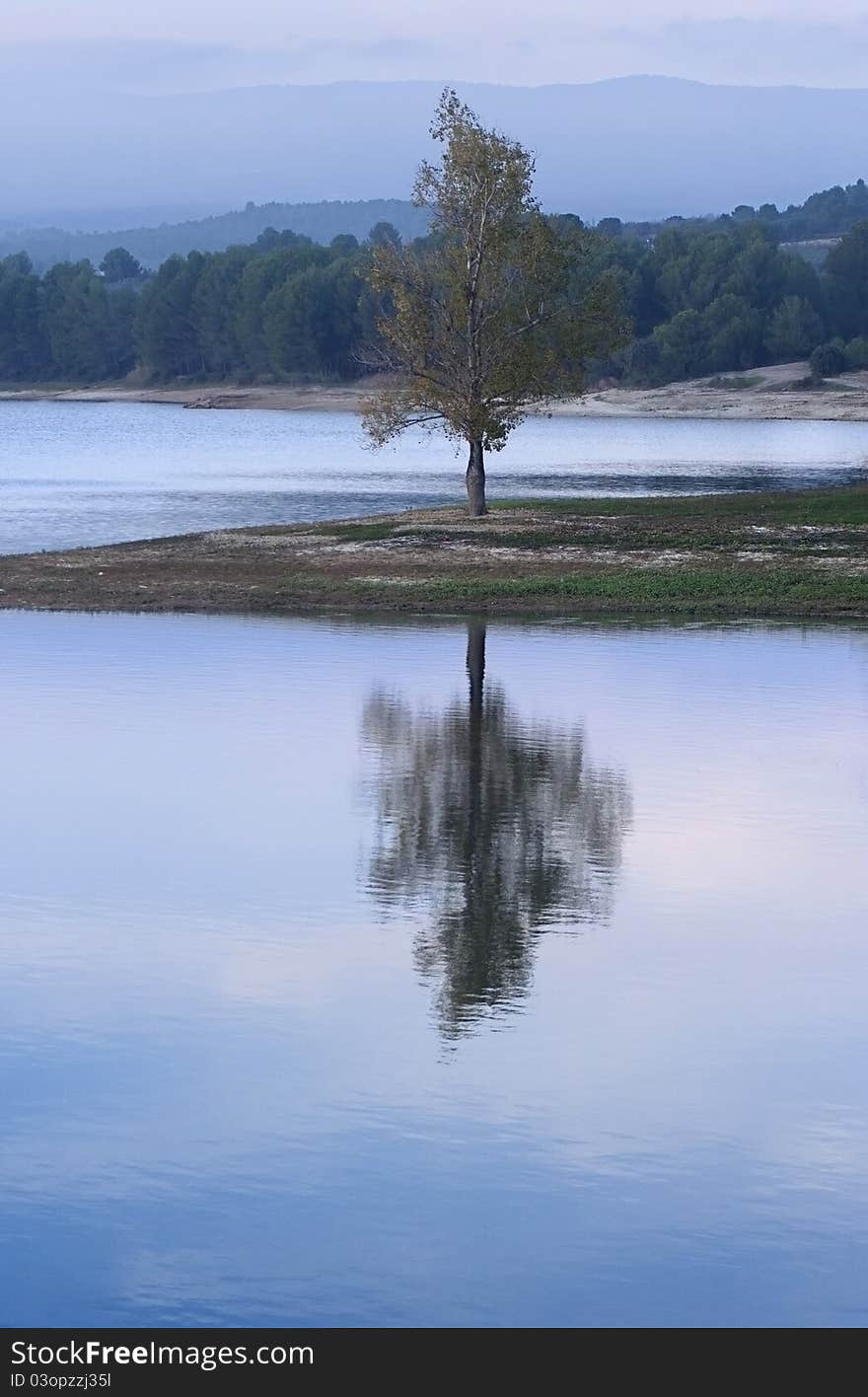 The reflection of a tree on a lake. The reflection of a tree on a lake