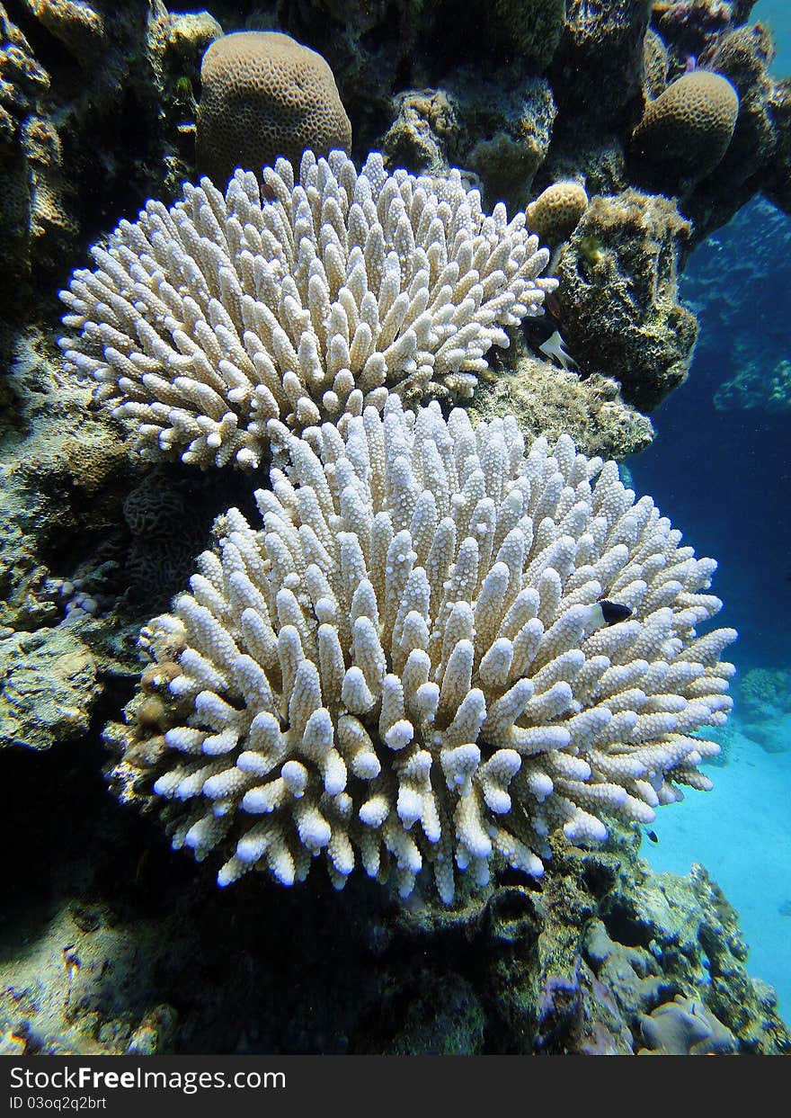 White Corals