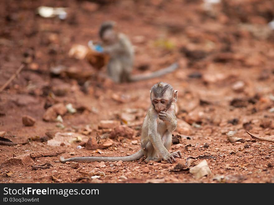 The cub of a monkey sits on the brown earth. The cub of a monkey sits on the brown earth