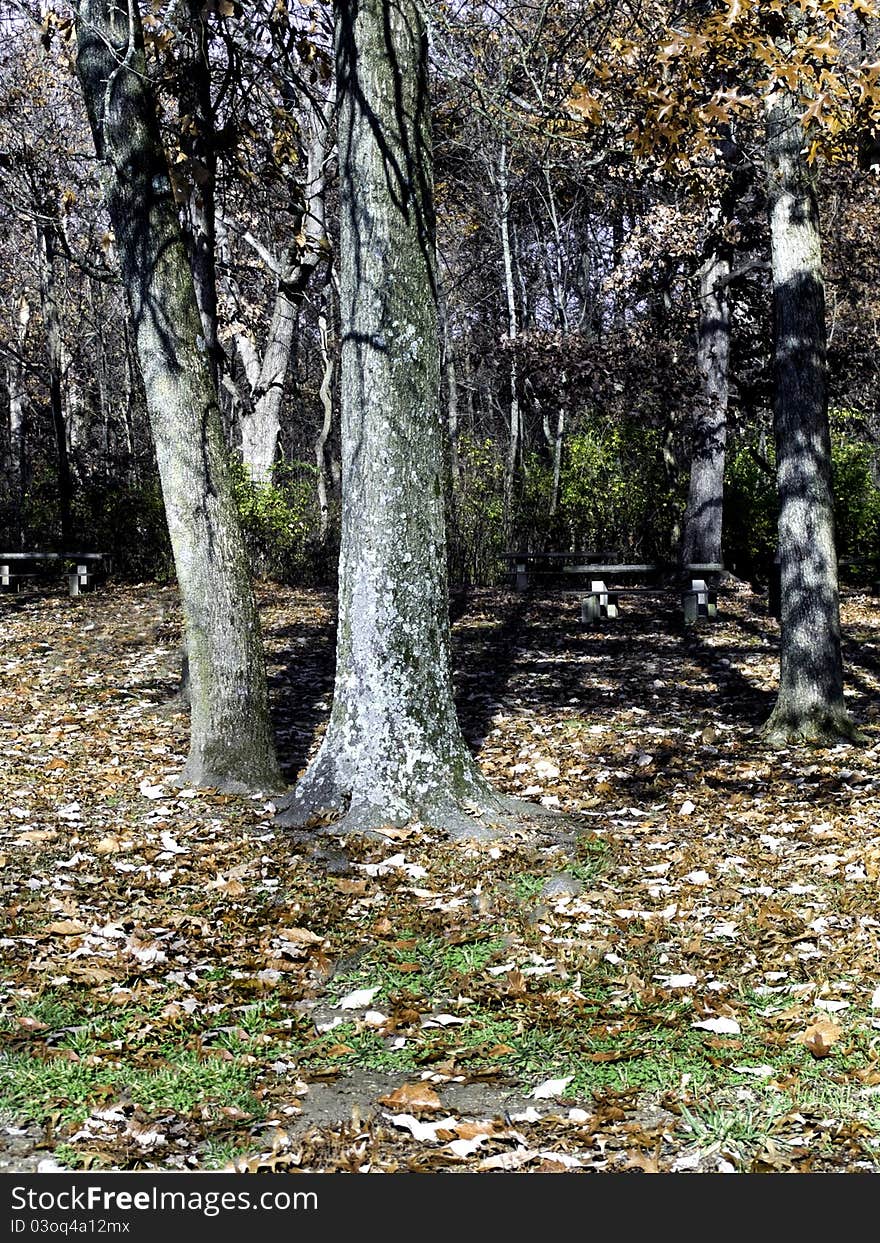 Trees and Picnic Tables