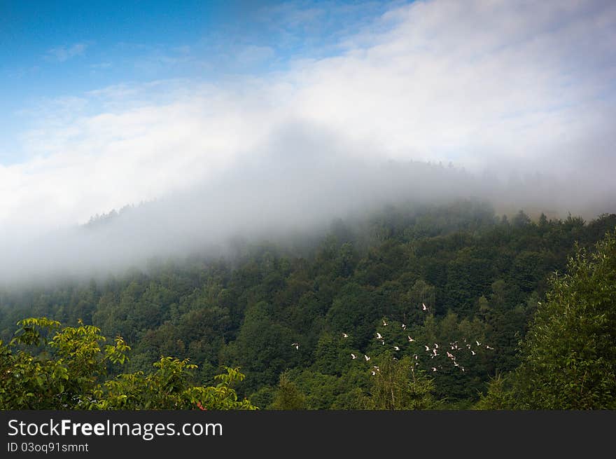 Green Mountain Forest