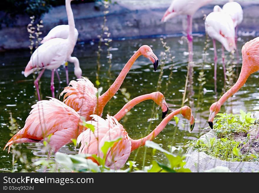 Greater pink flamingo - Phoenicopterus ruber roseus. Covey lives by in a pond.