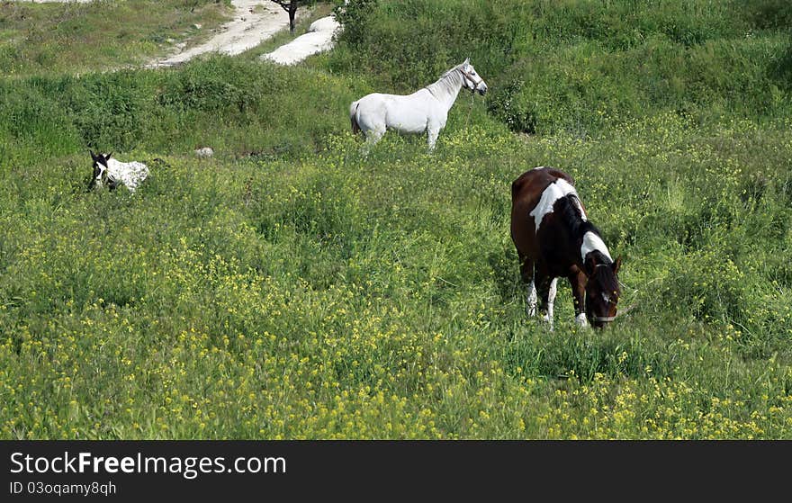 A view of horses in the farm. The horse eating grass.