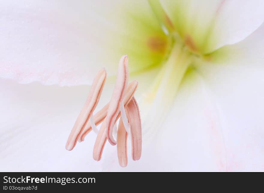 Close up of a blooming Amaryllis