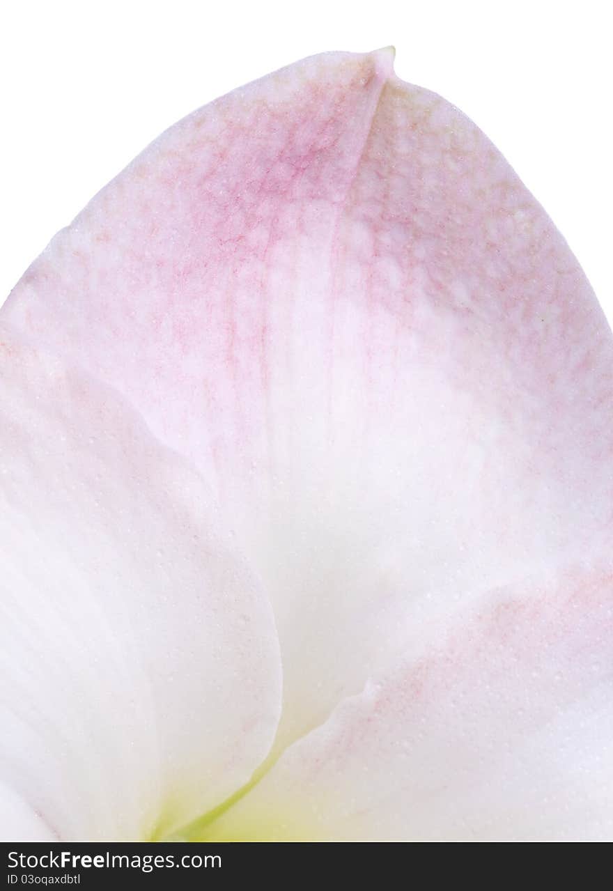 Close up of a blooming Amaryllis