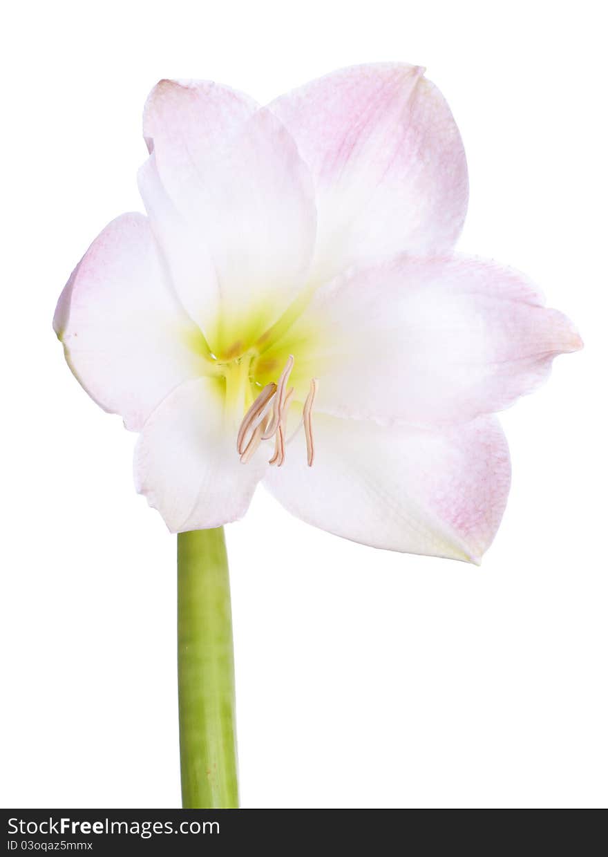 Close up of a blooming Amaryllis