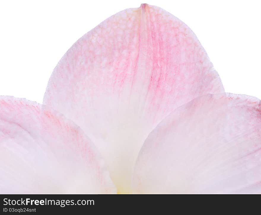 Close up of a blooming Amaryllis