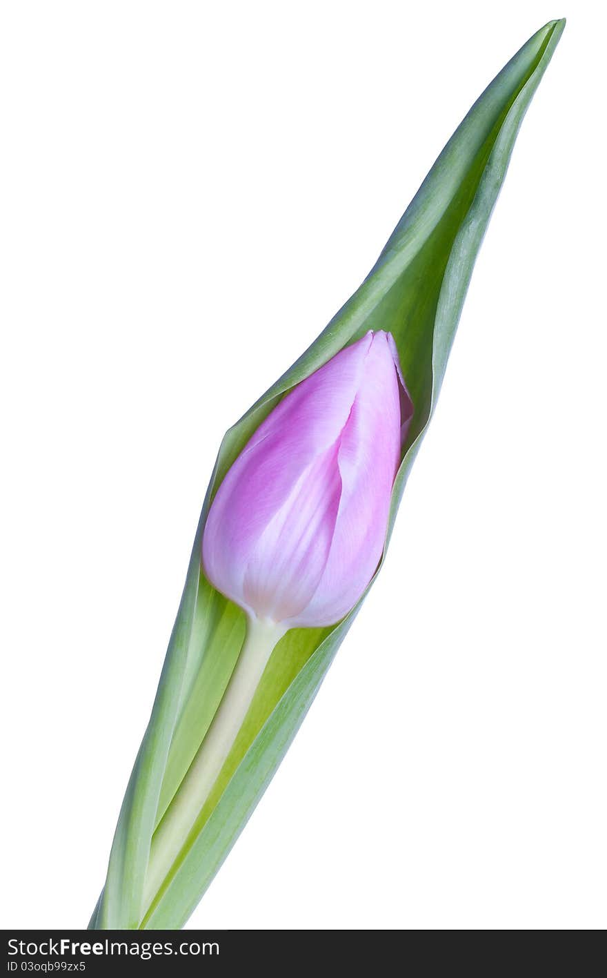 Pink Tulip